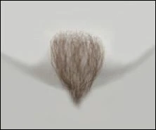 Atelier Bassi Chin Beard-C0